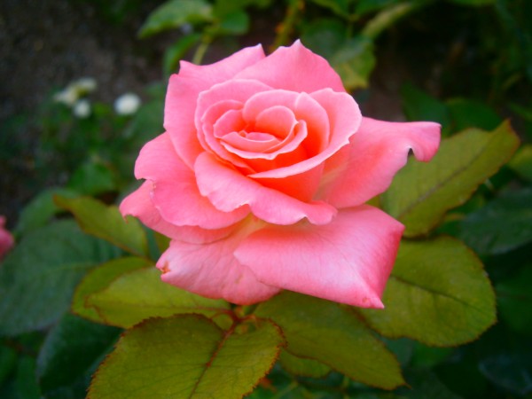 Name:  somongl.jpg
Views: 1023
Size:  47.3 KB