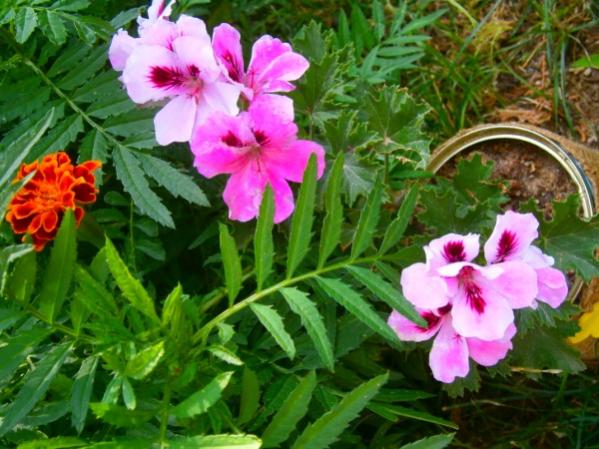 Name:  ceylann.jpg
Views: 960
Size:  54.8 KB