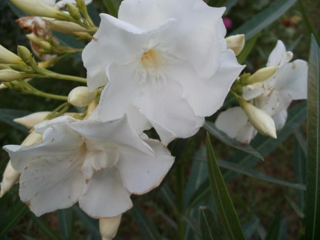 Name:  P1010108a.jpg
Views: 286
Size:  30.6 KB