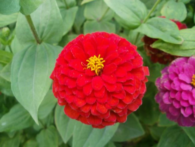 Name:  P1010109a.jpg
Views: 275
Size:  34.1 KB