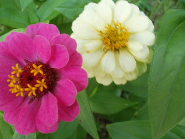 Name:  P1010129a.jpg
Views: 294
Size:  30.9 KB
