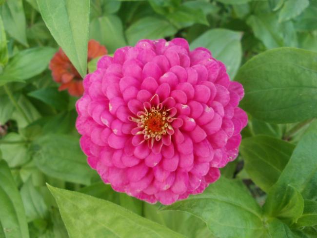 Name:  P1010127a.jpg
Views: 291
Size:  36.8 KB