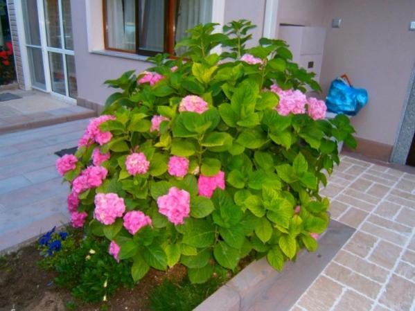 Name:  ortanca1.jpg
Views: 1055
Size:  44.4 KB
