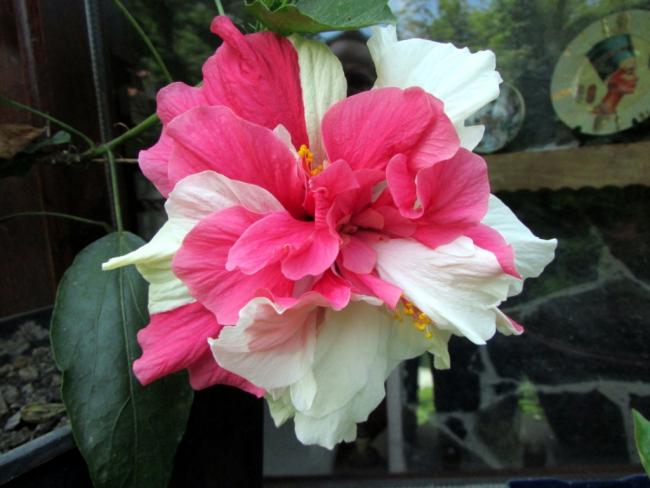 Name:  IMG_7927.jpg
Views: 494
Size:  40.6 KB