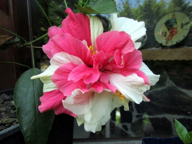 Name:  IMG_7932.jpg
Views: 502
Size:  40.8 KB