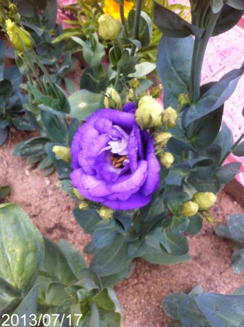 Name:  IMG_6003.jpg
Views: 466
Size:  50.0 KB