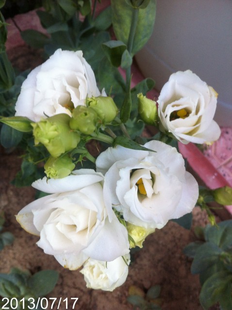 Name:  IMG_6004.jpg
Views: 472
Size:  65.5 KB