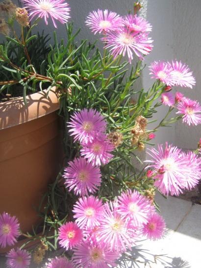 Name:  delosperma cooperi.jpg
Views: 1675
Size:  47.0 KB