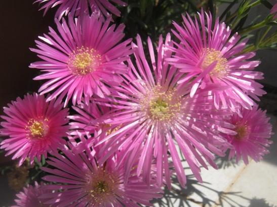 Name:  delosperma cooperi1.jpg
Views: 1840
Size:  44.6 KB