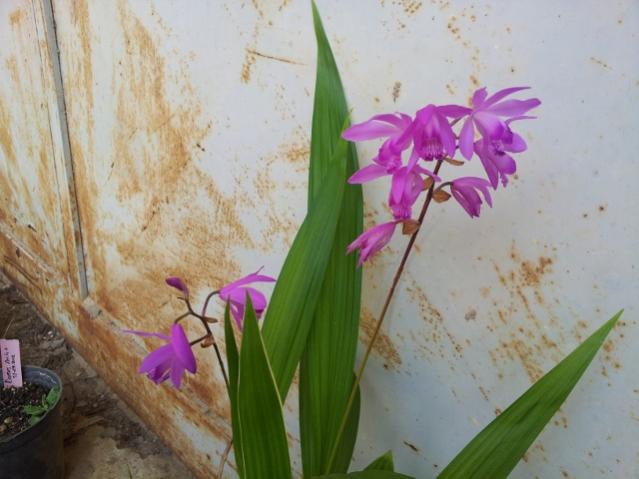 Name:  20130510_160312 (640x480).jpg
Views: 869
Size:  39.8 KB