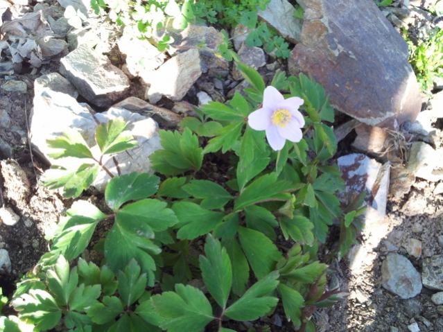 Name:  Anemone nemerosa (640x480).jpg
Views: 887
Size:  64.4 KB