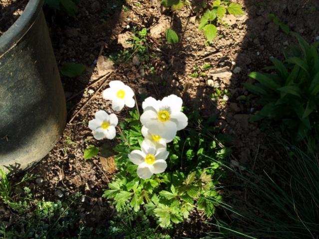 Name:  anemone sylvestris (640x480).jpg
Views: 879
Size:  66.5 KB