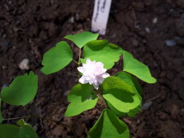 Name:  Anemonella Cameo (640x480).jpg
Views: 1006
Size:  33.5 KB