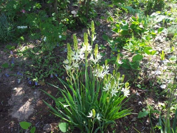 Name:  Camassia (640x480).jpg
Views: 990
Size:  73.6 KB