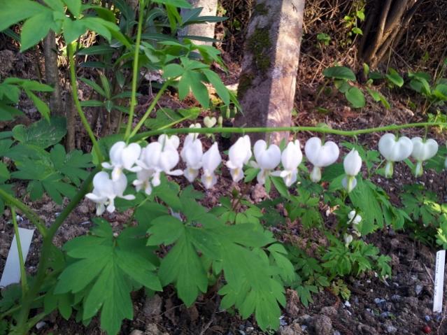 Name:  Dicentra alba (640x480).jpg
Views: 869
Size:  66.7 KB