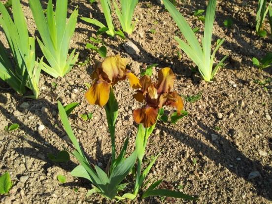 Name:  iris-hold the mustard (640x480).jpg
Views: 878
Size:  74.4 KB