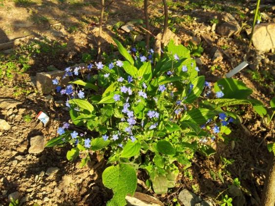 Name:  Omphalodes Capadoccia (640x480).jpg
Views: 885
Size:  74.4 KB