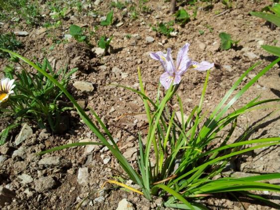Name:  pacific coast iris (640x480).jpg
Views: 897
Size:  74.5 KB