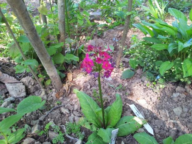 Name:  primula candelebra (640x480).jpg
Views: 855
Size:  71.3 KB