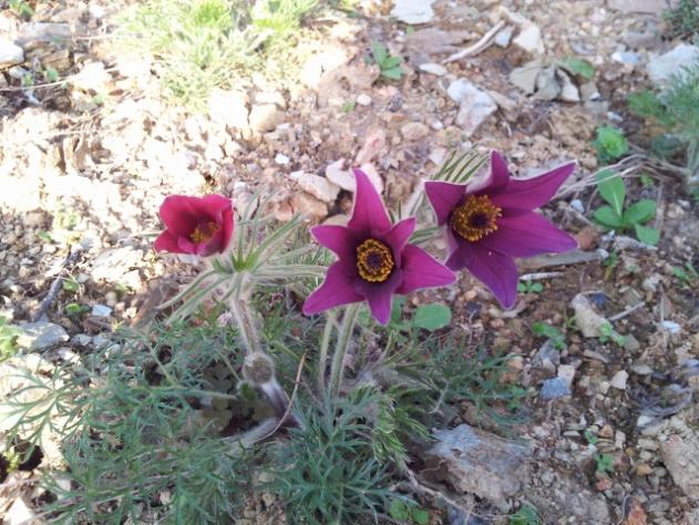 Name:  pulsatilla (640x480).jpg
Views: 848
Size:  70.8 KB