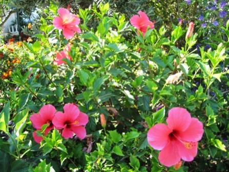 Name:  IMG_4192.jpg
Views: 1315
Size:  45.5 KB
