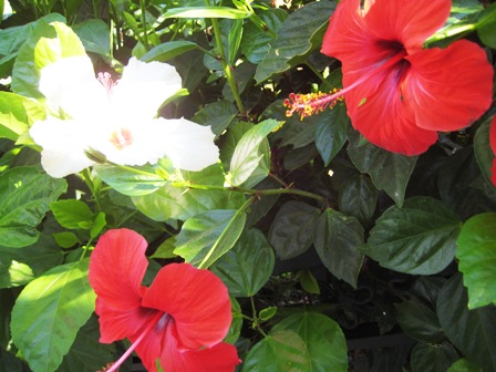 Name:  IMG_4171.JPG
Views: 1284
Size:  68.3 KB