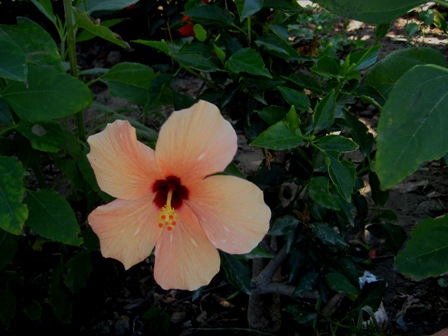 Name:  IMG_4193.JPG
Views: 1318
Size:  58.7 KB