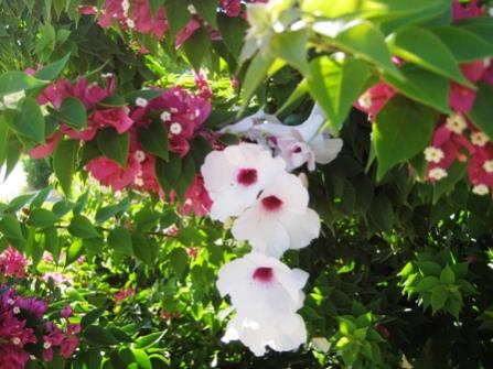 Name:  IMG_4197.jpg
Views: 1319
Size:  32.6 KB