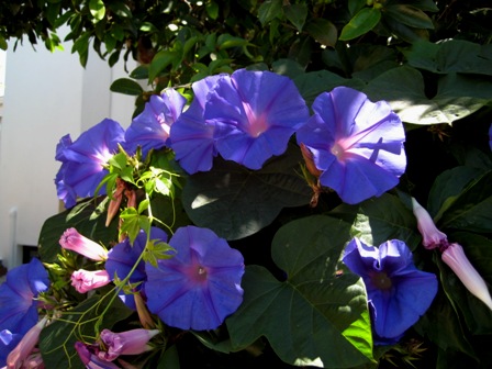 Name:  IMG_2091.JPG
Views: 1292
Size:  68.1 KB