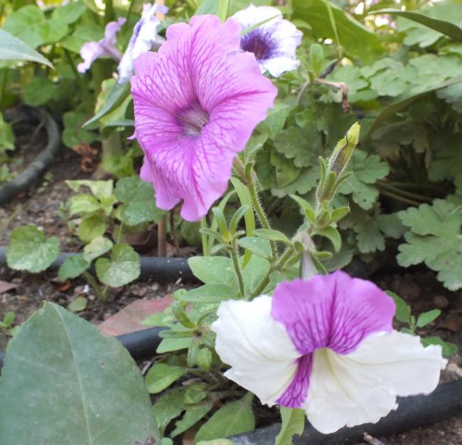 Name:  DSCF1372.jpg
Views: 405
Size:  61.1 KB