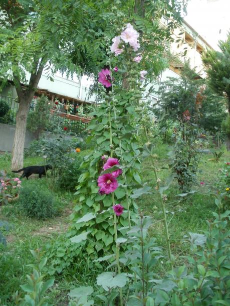 Name:  P1010105a.jpg
Views: 453
Size:  75.5 KB