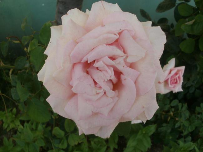 Name:  P1010153a.jpg
Views: 436
Size:  30.8 KB