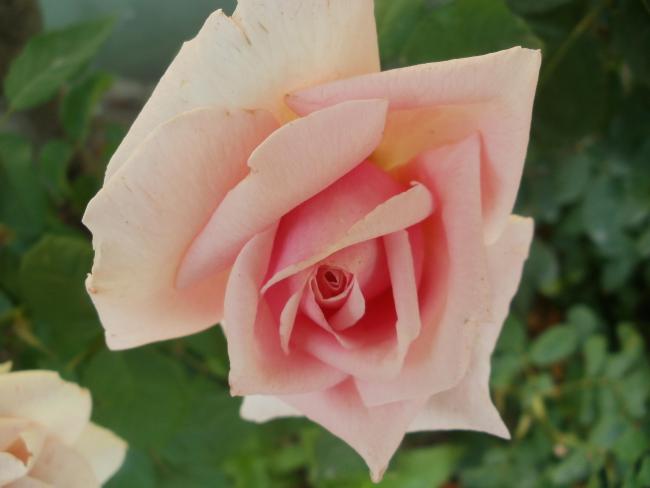 Name:  P1010154a.jpg
Views: 433
Size:  25.8 KB