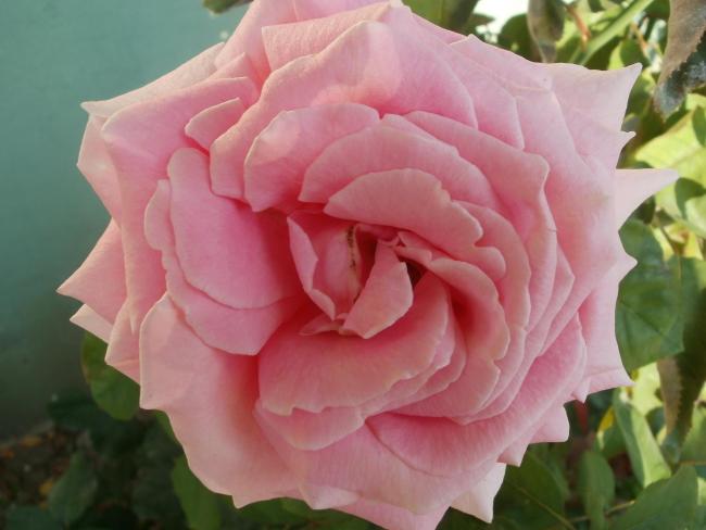 Name:  P1010156a.jpg
Views: 412
Size:  34.3 KB