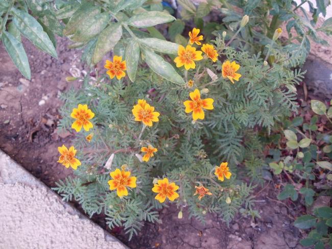 Name:  P1010161a.jpg
Views: 445
Size:  67.8 KB