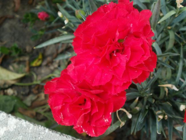 Name:  P1010167a.jpg
Views: 429
Size:  40.7 KB