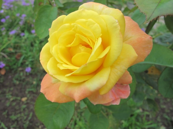 Name:  IMG_2670 (600 x 450).jpg
Views: 963
Size:  49.5 KB
