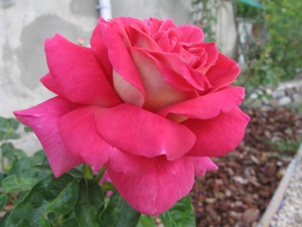 Name:  IMG_2697 (600 x 450).jpg
Views: 927
Size:  54.2 KB