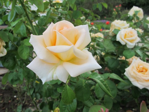 Name:  IMG_2699 (600 x 450).jpg
Views: 978
Size:  60.9 KB