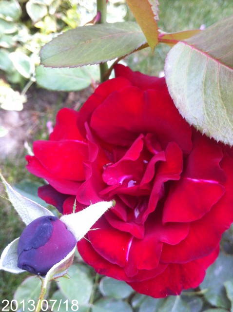 Name:  IMG_6034.jpg
Views: 377
Size:  70.0 KB