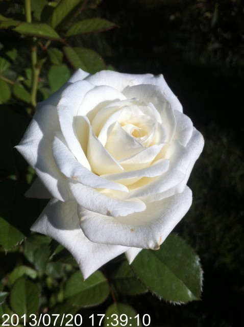 Name:  IMG_6058.jpg
Views: 1083
Size:  54.7 KB