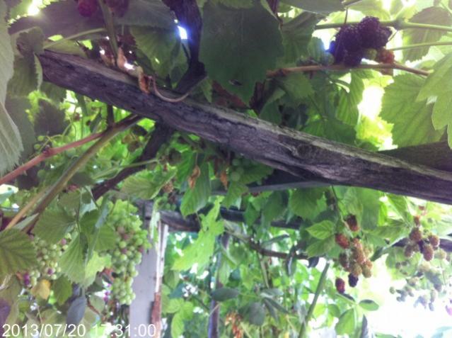 Name:  IMG_6053.jpg
Views: 995
Size:  52.0 KB