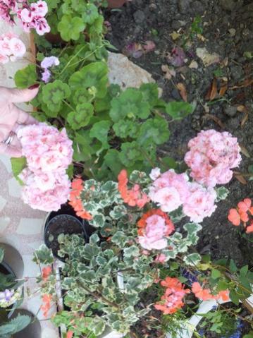 Name:  DSCF7310.jpg
Views: 321
Size:  42.1 KB