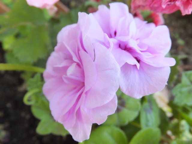 Name:  DSCF7313.jpg
Views: 269
Size:  59.2 KB