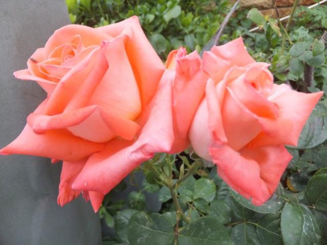 Name:  DSCF7317.jpg
Views: 274
Size:  39.7 KB