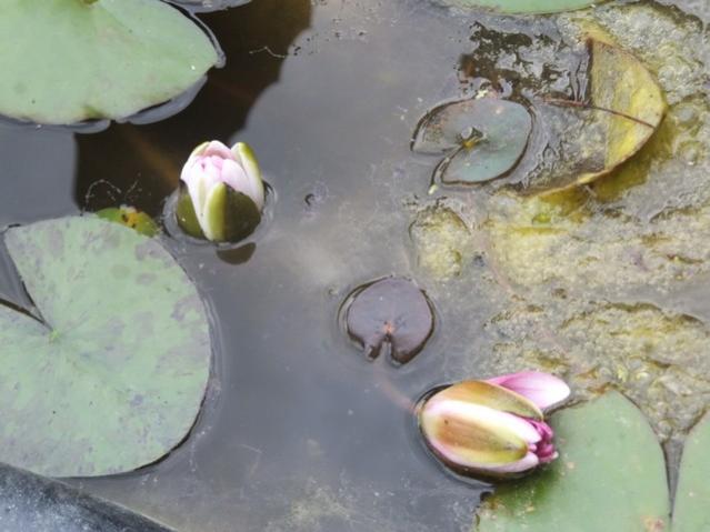 Name:  DSCF7319.jpg
Views: 265
Size:  38.8 KB