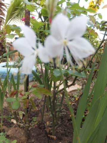 Name:  DSCF7323.jpg
Views: 278
Size:  32.7 KB