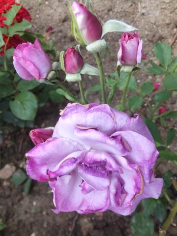 Name:  DSCF7324.jpg
Views: 255
Size:  59.2 KB