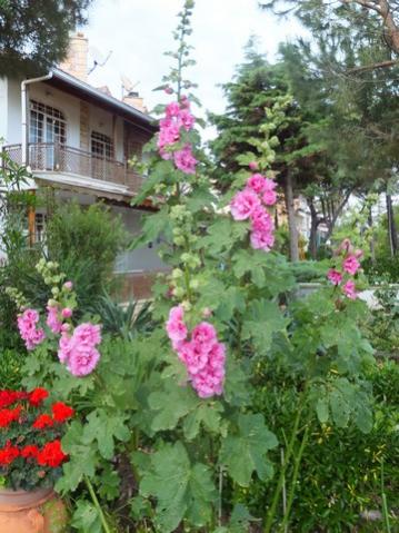 Name:  DSCF7328.jpg
Views: 264
Size:  41.2 KB