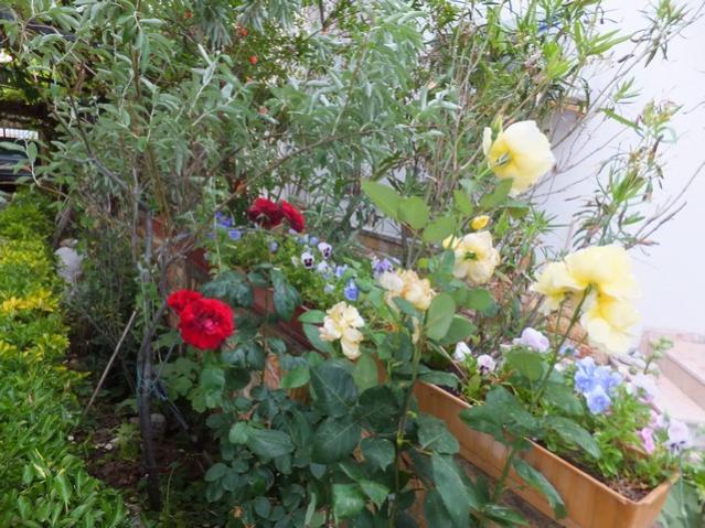 Name:  DSCF7332.jpg
Views: 284
Size:  69.7 KB